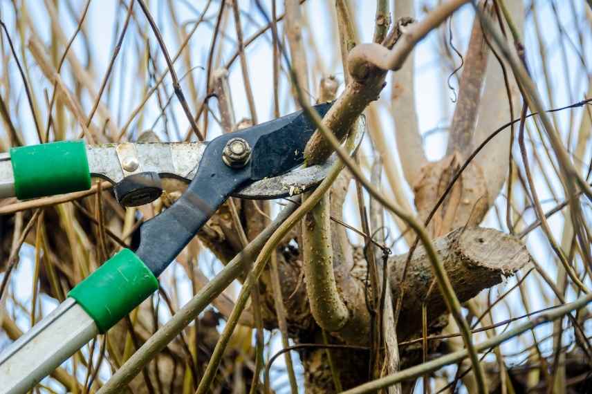 que tailler en hiver, tailles hivernales, taille hiver jardin, elagage en hiver, arbustes à tailler en hiver