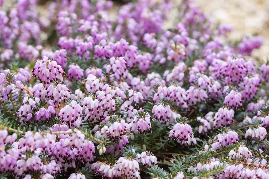 arbuste fleur hiver, arbuste floraison hivernale, arbuste fleurissant en hiver, arbuste intérêt hiver