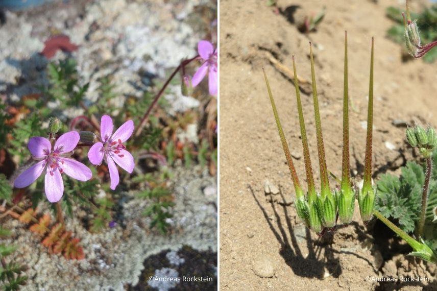 Associer l'Erodium : dans les interstices