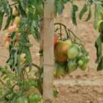 Fabriquer des tuteurs à tomates