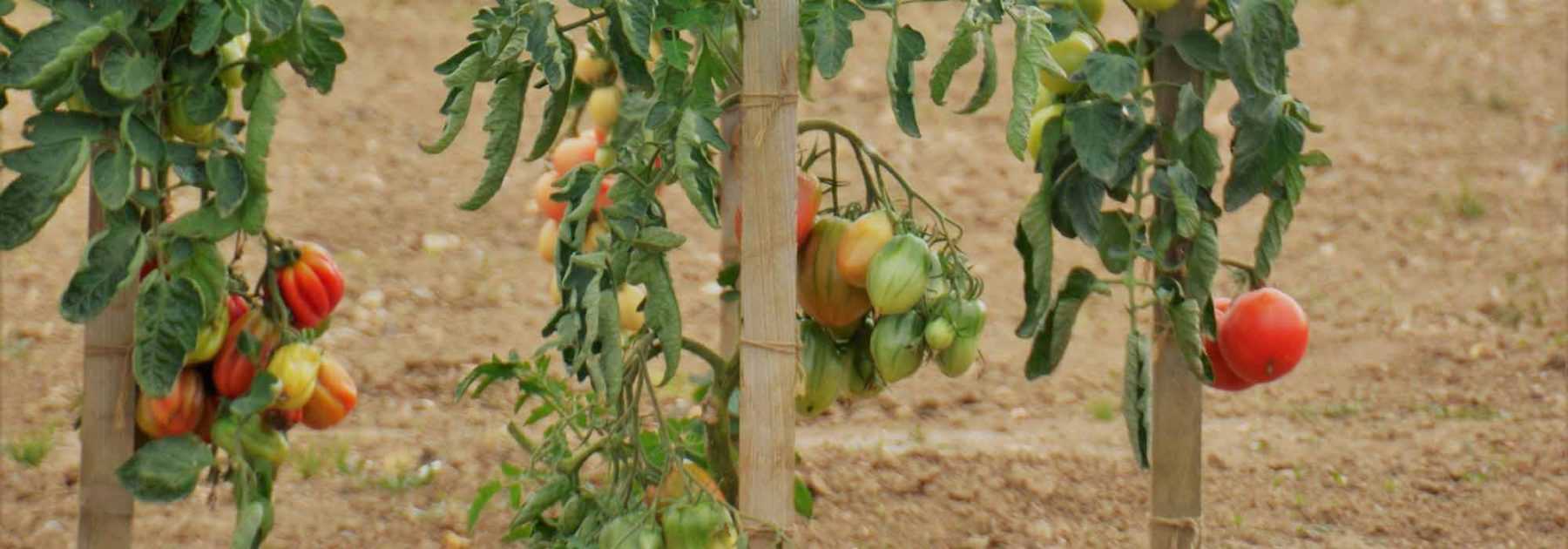 Fabriquer des tuteurs à tomates