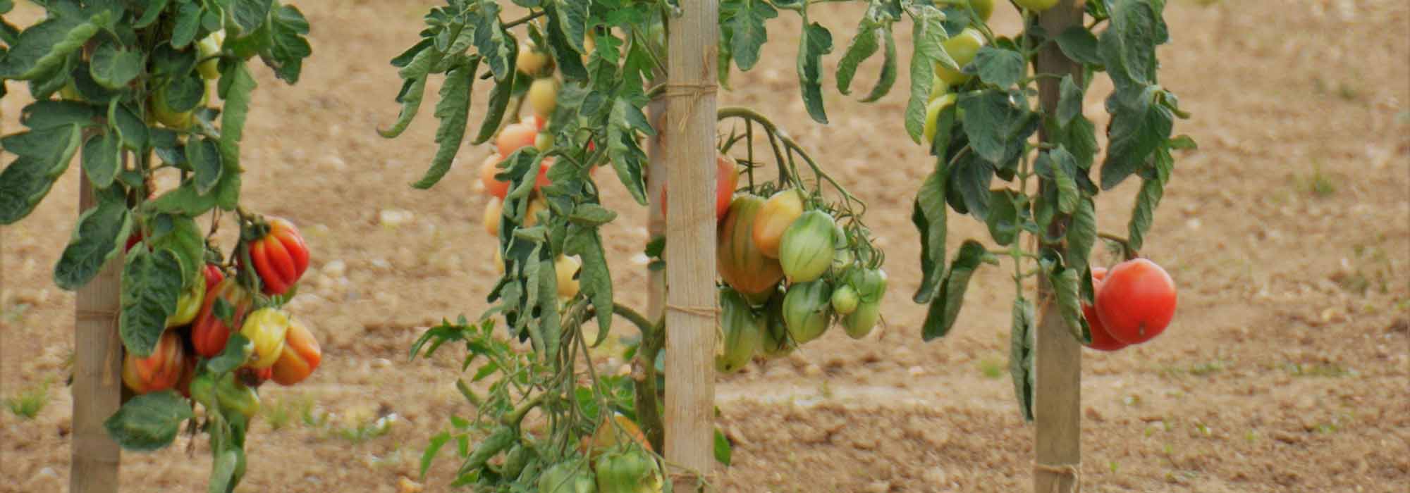 Fabriquer des tuteurs à tomates