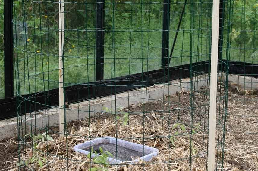 Exemple de tuteur en cage pour tomates