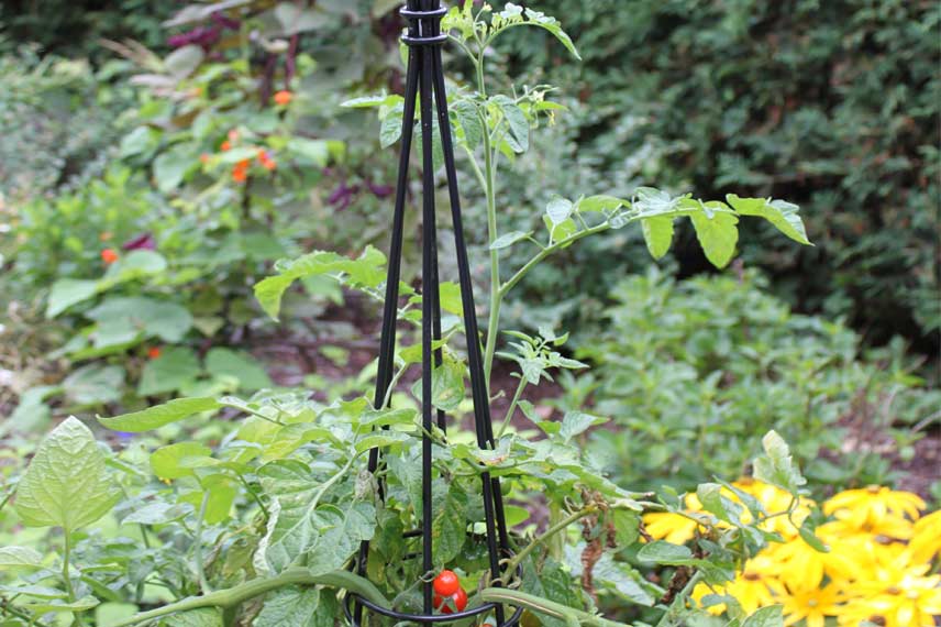 Fabriquer un tuteur à tomates en tipi