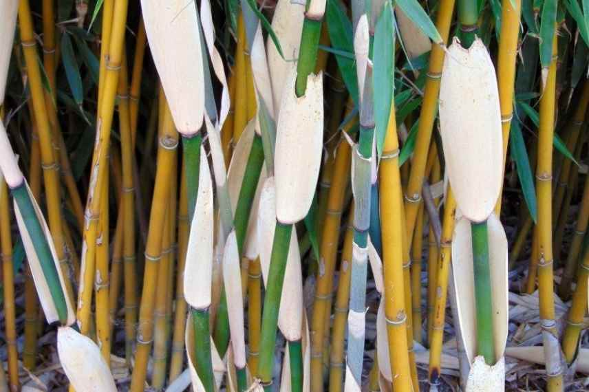 Bambou non traçant, Bambou non traçant croisssance rapide, bambou pousse rapide, fargesias croissance rapide
