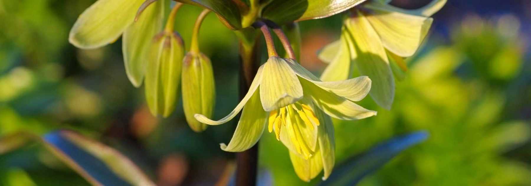 Fritillaires botaniques