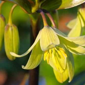 Fritillaires botaniques