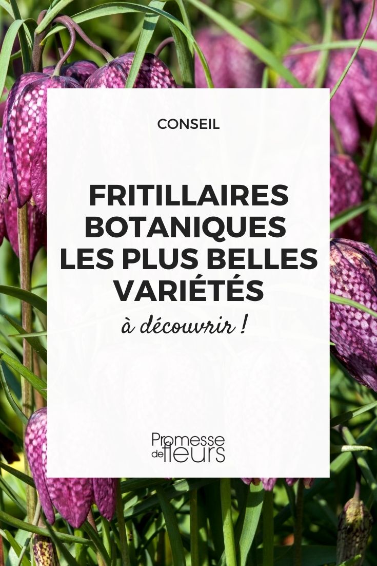 variétés Fritillaires botaniques