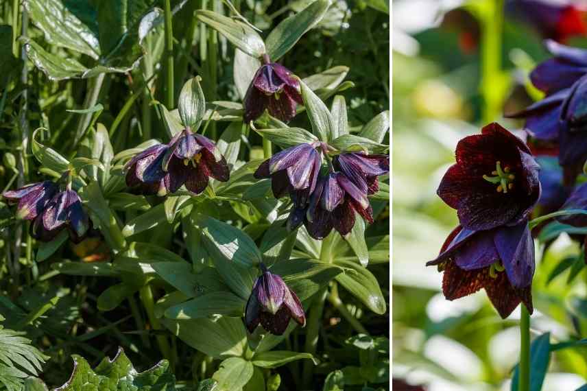 fritillaires botaniques les plus belles variétés, fritillaires botaniques