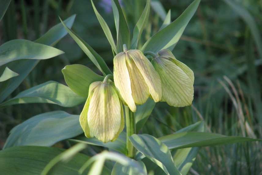 fritillaires botaniques les plus belles variétés, fritillaires botaniques