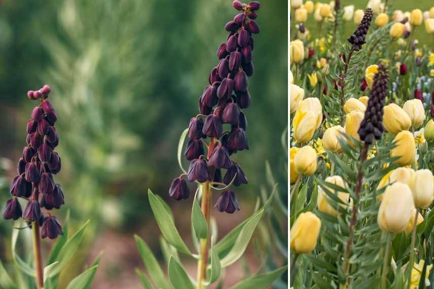 fritillaires botaniques les plus belles variétés, fritillaires botaniques