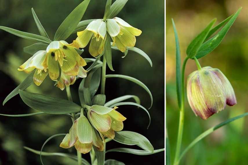 fritillaires botaniques les plus belles variétés, fritillaires botaniques