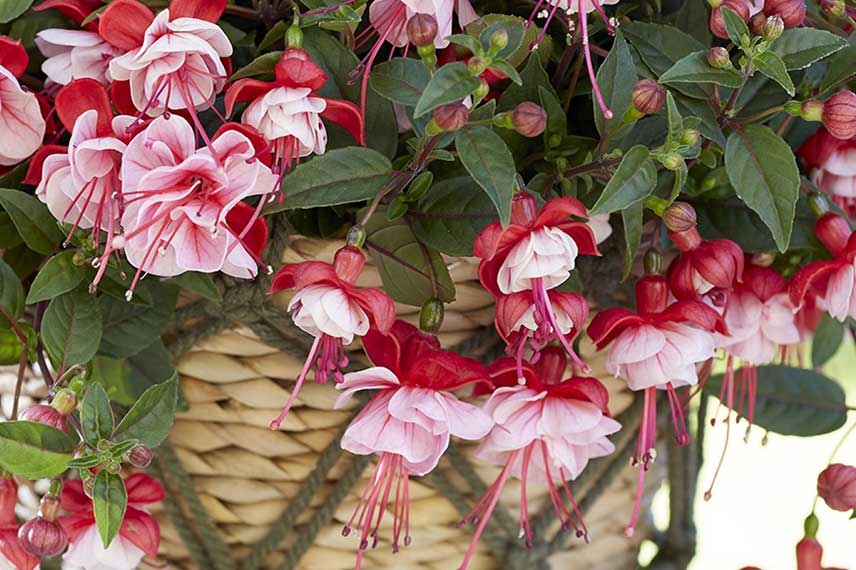 Fuchsia ‘Bella Laura’