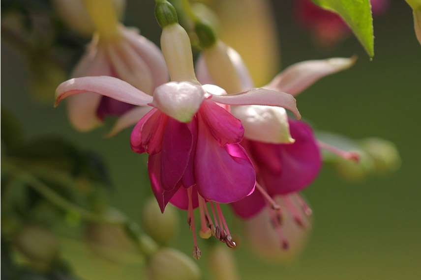 Fuchsia ‘Bella Rosella’