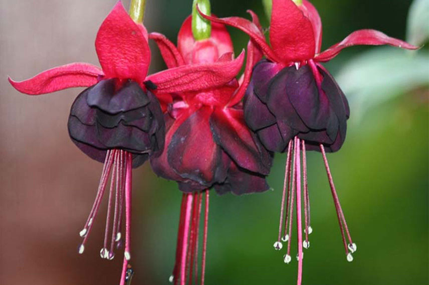 Fuchsia ‘Rohees Millenium’