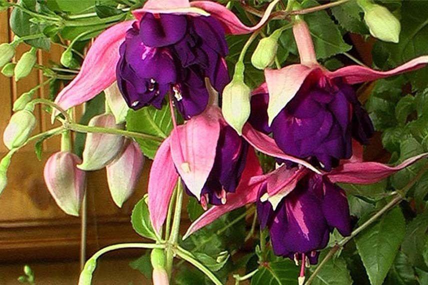 Fuchsia ‘Royal Mosaïc’