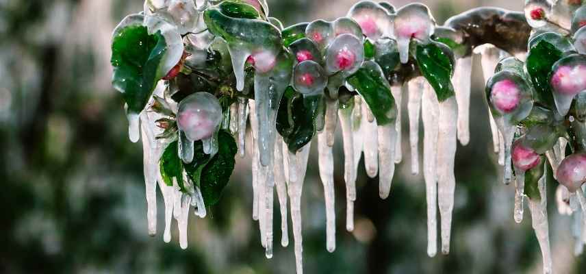 printemps froid vegetaux plantes, gels tardifs plantes vegetaux