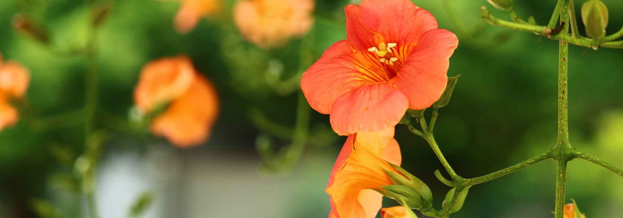 7 plantes grimpantes à fleurs orange qu’il faut avoir dans son jardin