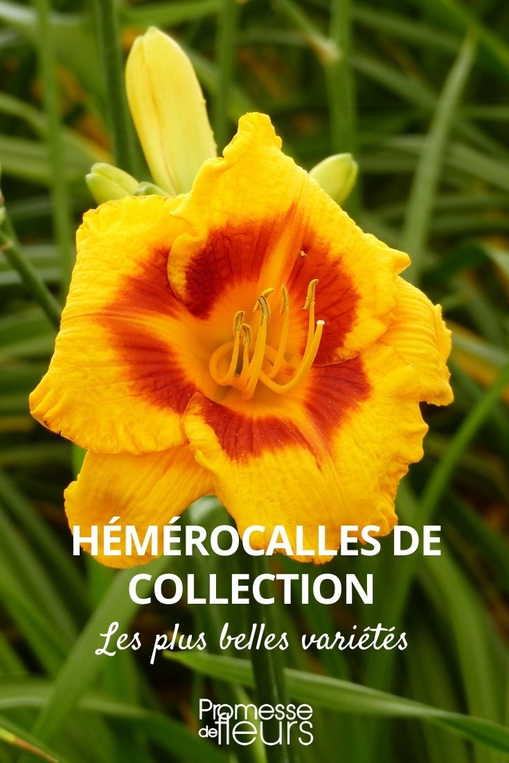hemerocallis collection