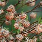 Les arbustes fleurissant en hiver