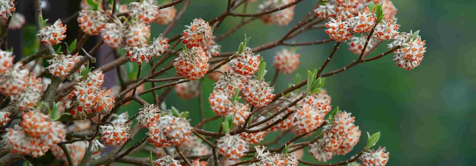 Les arbustes fleurissant en hiver