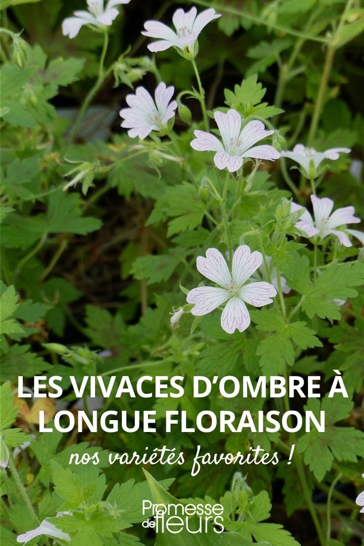 plantes vivaces pour ombre floraison longue durée