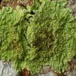 Du lichen sur les arbres : faut-il s'en inquiéter ?