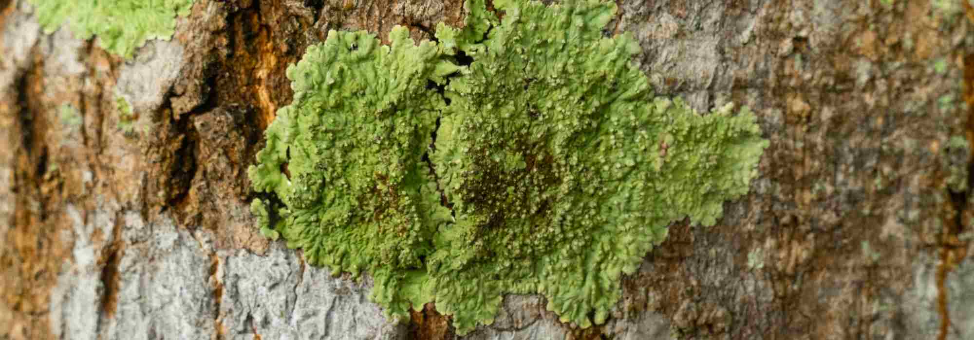 Du lichen sur les arbres : faut-il s'en inquiéter ?