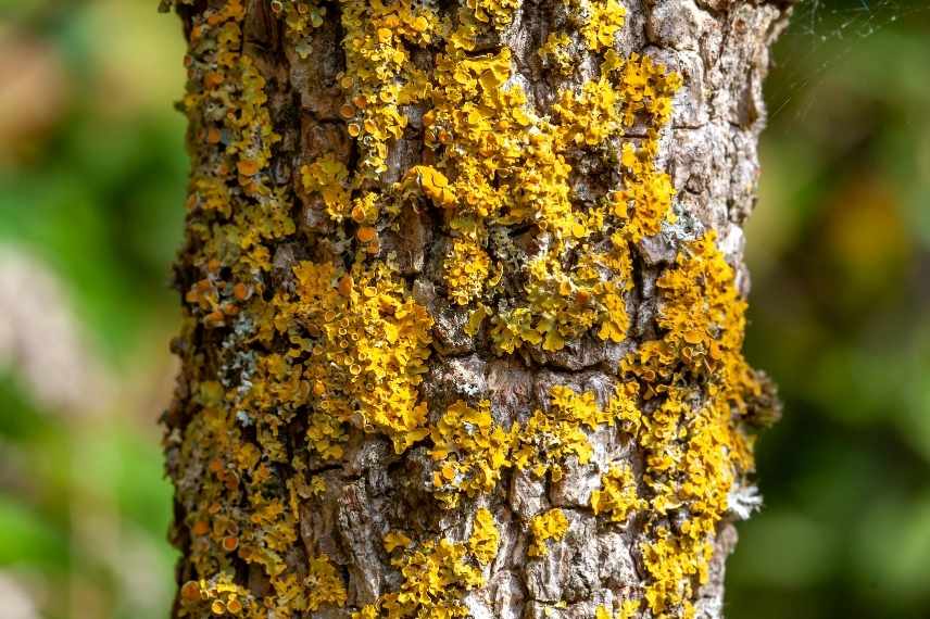 Lichen sur arbre, lichen tronc, lichen s'inquieter, lichen que faire, lichen solutions