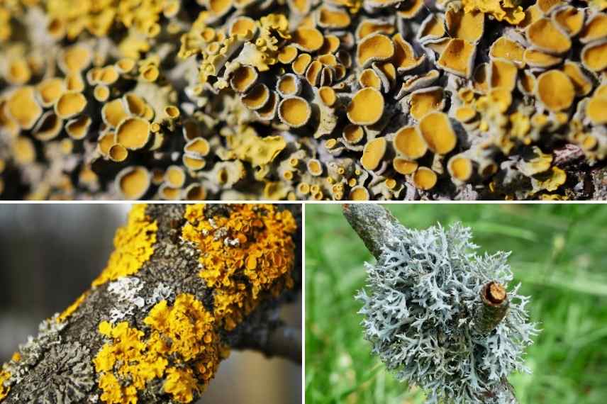 Lichen sur arbre, lichen tronc, lichen s'inquieter, lichen que faire, lichen solutions