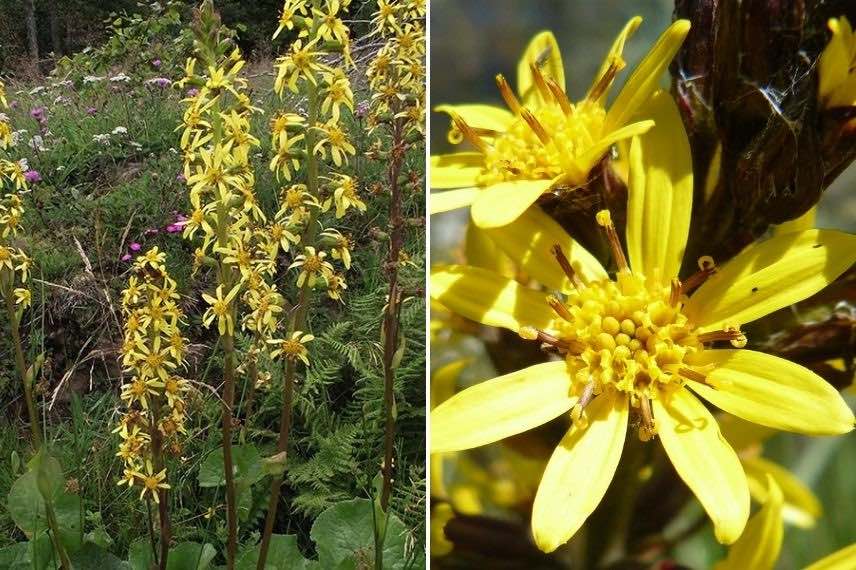 Ligularia sibirica