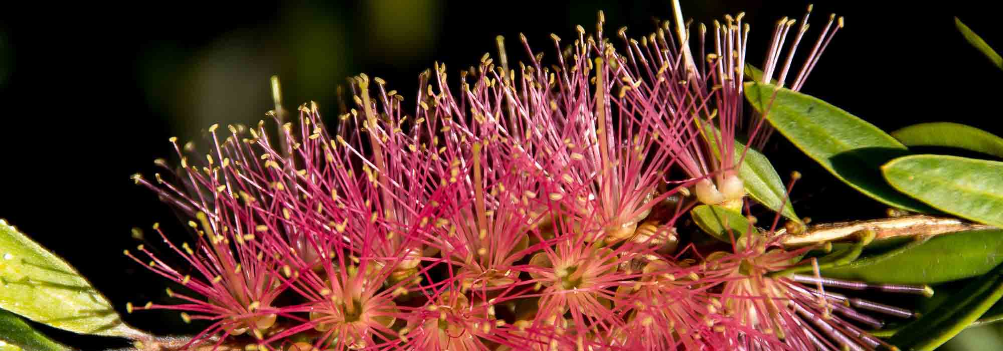 Maladies et parasites du callistemon