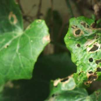 Maladies et parasites du lierre - Hedera helix
