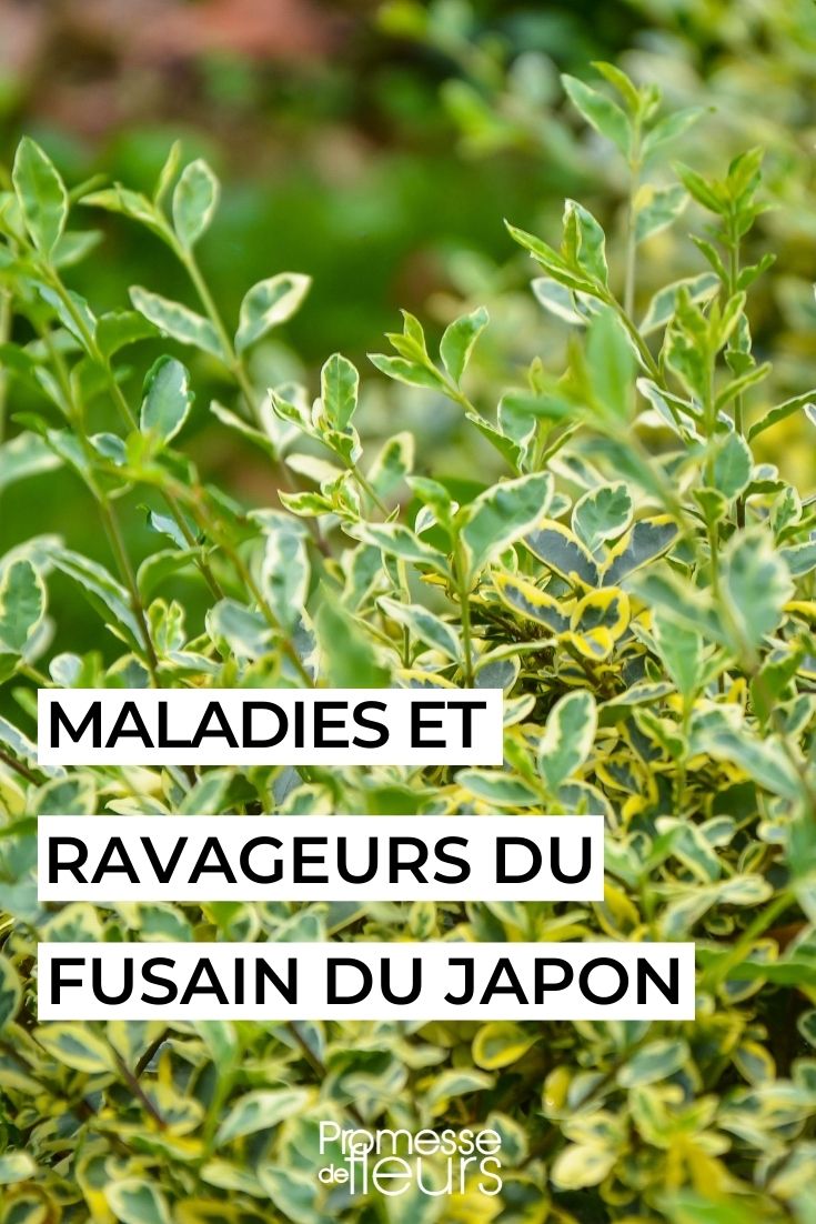 Maladies et parasites du fusain du Japon - Promesse de Fleurs