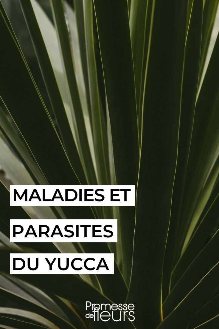 Maladies et parasites du lierre - yucca
