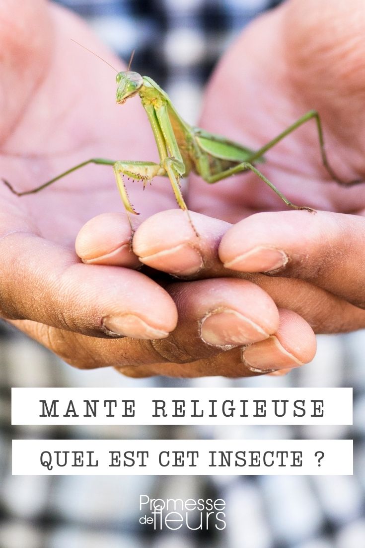 mante religieuse insecte jardin