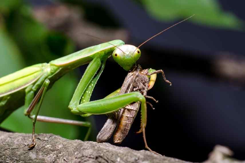 mante religieuse, mantis religiosa, mante religieuse intérêt jardin, mante religieuse biodiversité