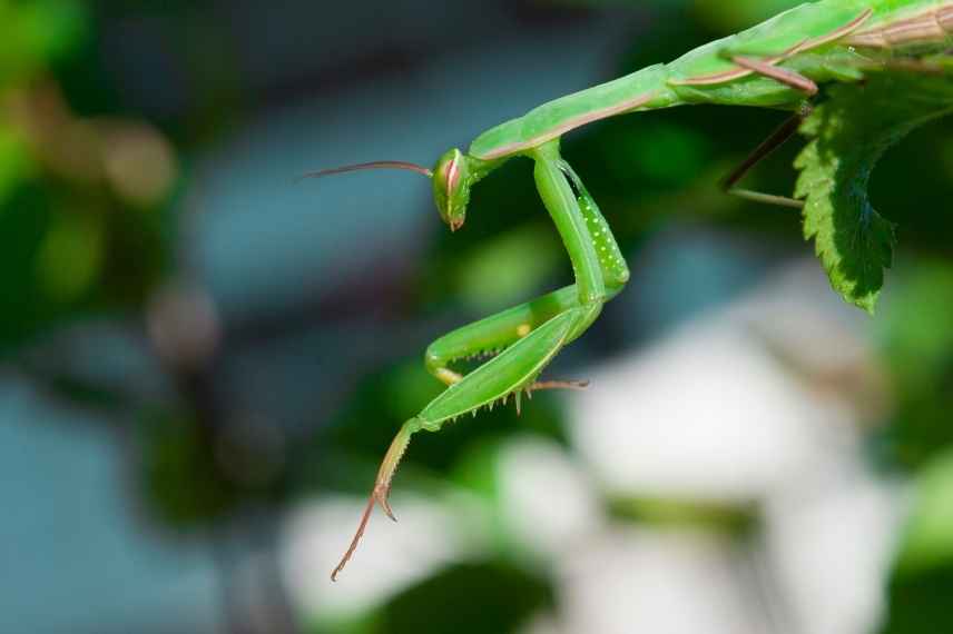 mante religieuse, mantis religiosa, mante religieuse intérêt jardin, mante religieuse biodiversité