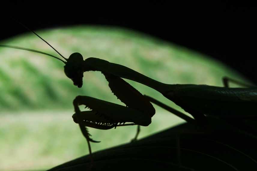 mante religieuse, mantis religiosa, mante religieuse intérêt jardin, mante religieuse biodiversité