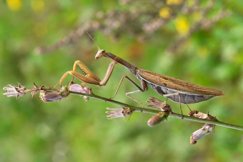 mante religieuse, mantis religiosa, mante religieuse intérêt jardin, mante religieuse biodiversité