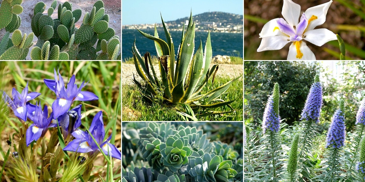 Inspiration pour associer le Moraea sisyrinchium dans un jardin méditerranéen