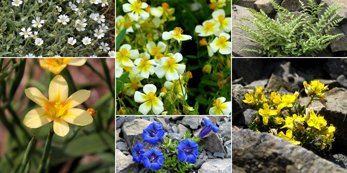 Inspiration pour associer le Moraea dans une rocaille ensoleillée