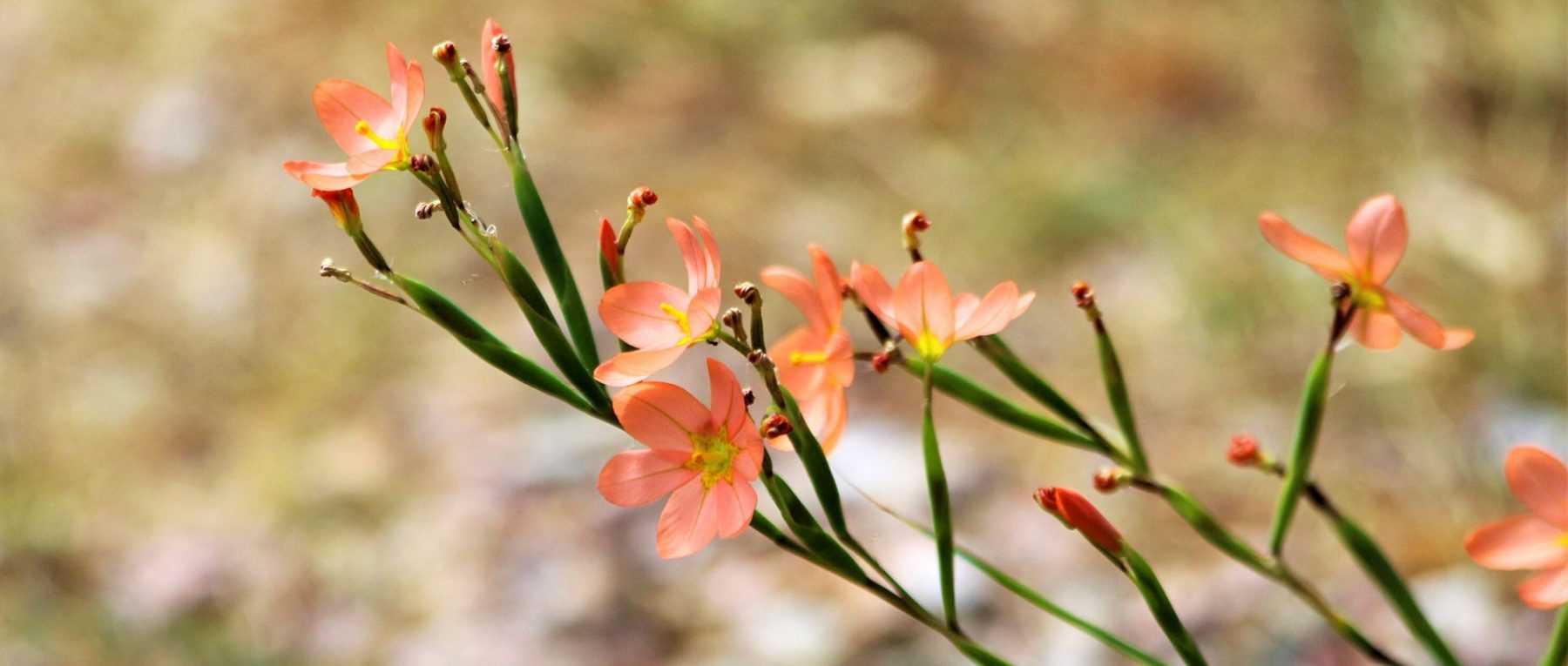 Moraea : Planter, cultiver et entretenir