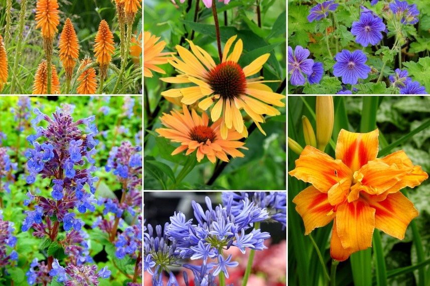 Inspiration pour associer le népéta : jardin bleu et orange