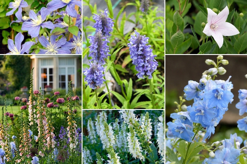 Inspiration pour associer le népéta : jardin de cottage