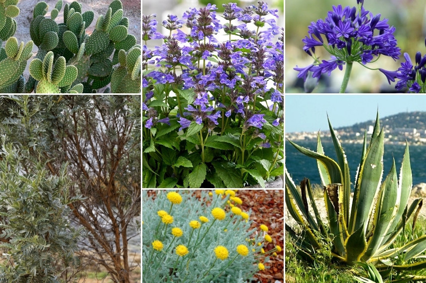 Inspiration pour associer le népéta : jardin méditerranéen