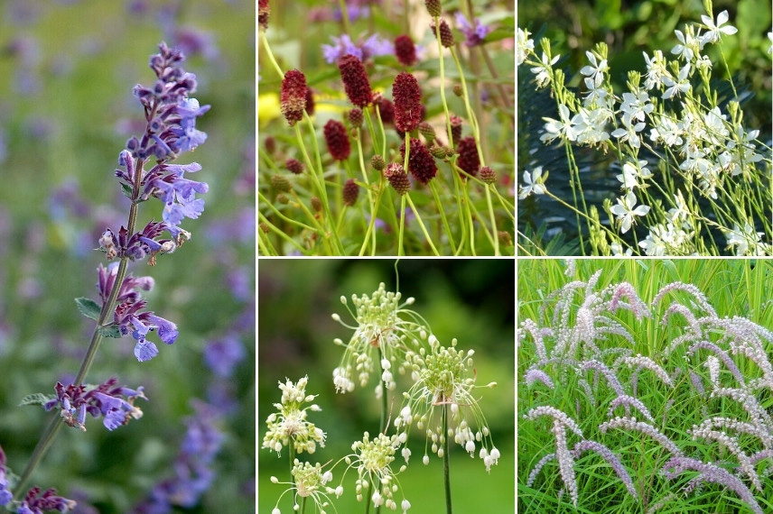 Inspiration pour associer le népéta : jardin naturaliste