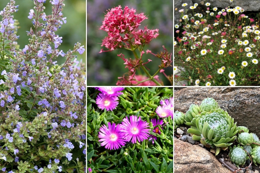 Inspiration pour associer le népéta : jardin sec, rocaille