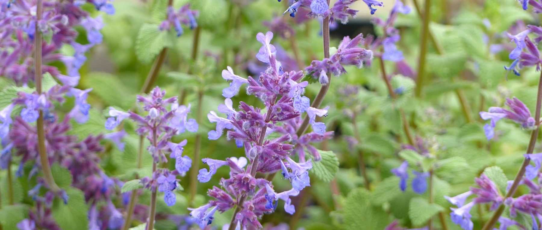 Nepeta : 6 idées d'associations réussies