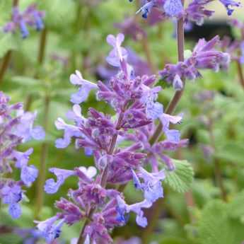 Herbe à chat, Chataire 'Kit Kat' - Nepeta faassenii - Le Jardin du